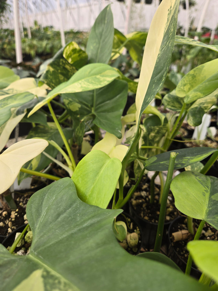 Philodendron Bipennifolium Variegated (3in)- Growers Choice