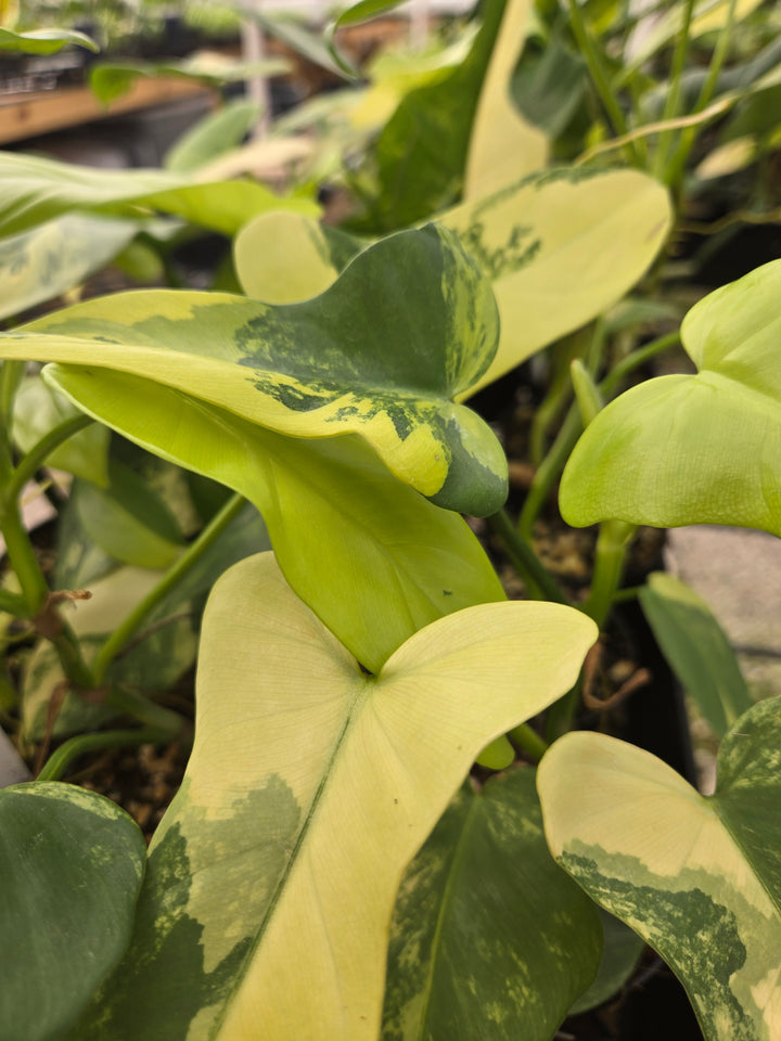 Philodendron Bipennifolium Variegated (3in)- Growers Choice