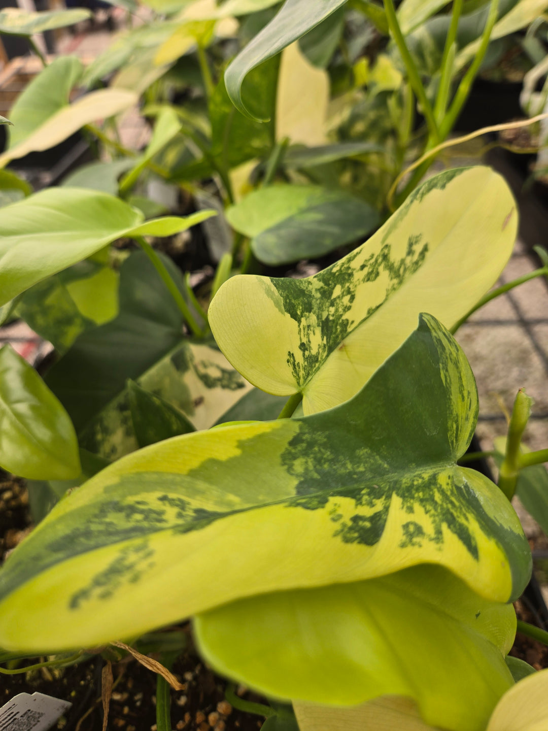 Philodendron Bipennifolium Variegated (3in)- Growers Choice