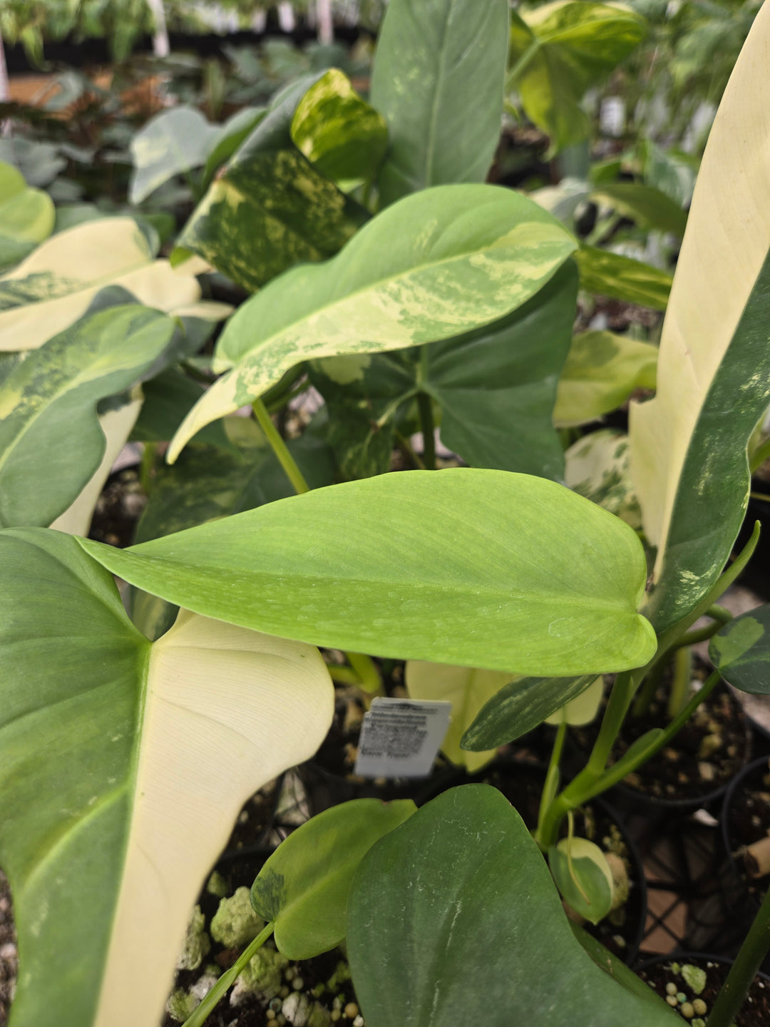 Philodendron Bipennifolium Variegated (3in)- Growers Choice