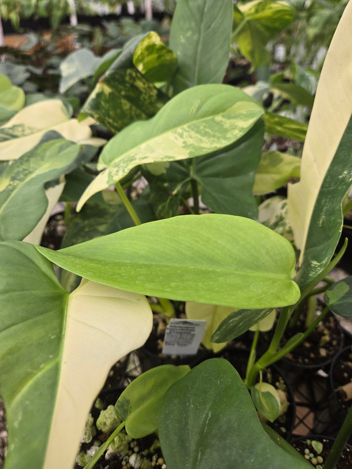 Philodendron Bipennifolium Variegated (3in)- Growers Choice