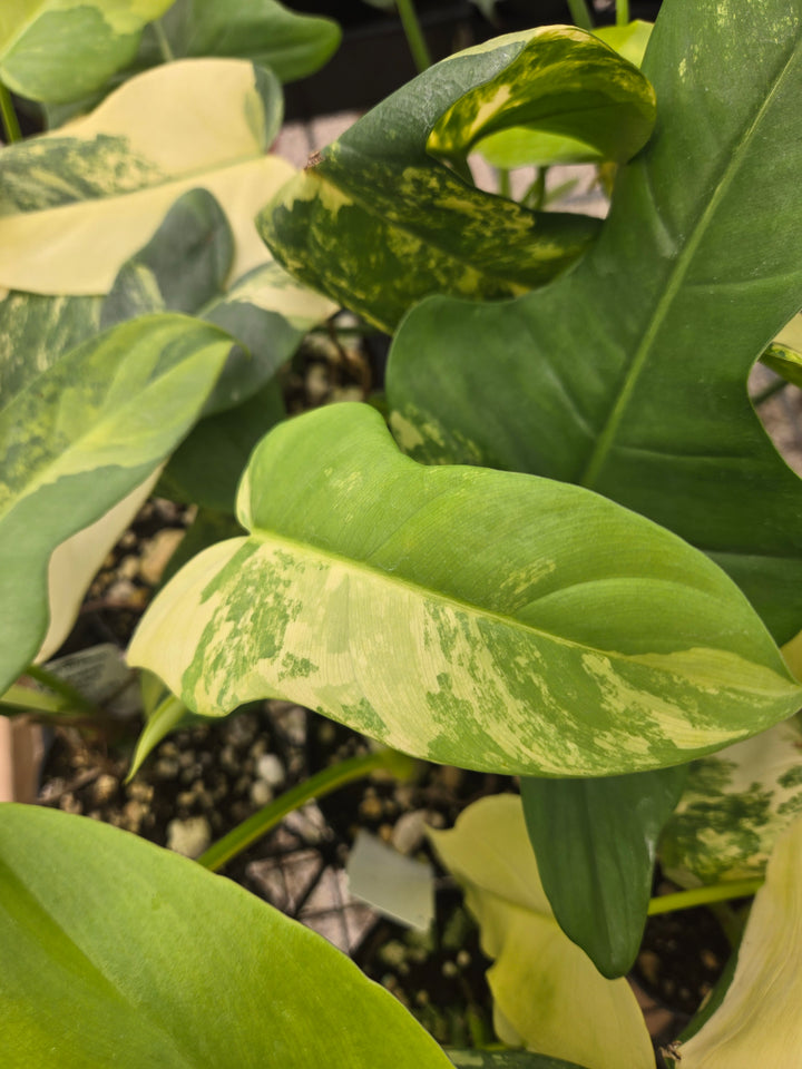 Philodendron Bipennifolium Variegated (3in)- Growers Choice