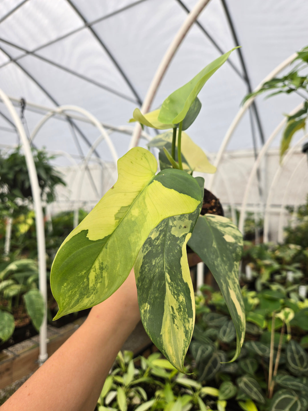 Philodendron Bipennifolium Variegated (3in)- Growers Choice
