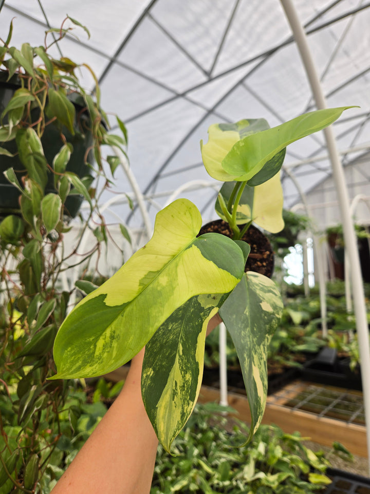 Philodendron Bipennifolium Variegated (3in)- Growers Choice