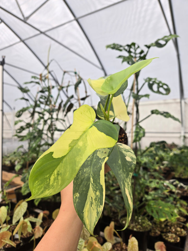 Philodendron Bipennifolium Variegated (3in)- Growers Choice