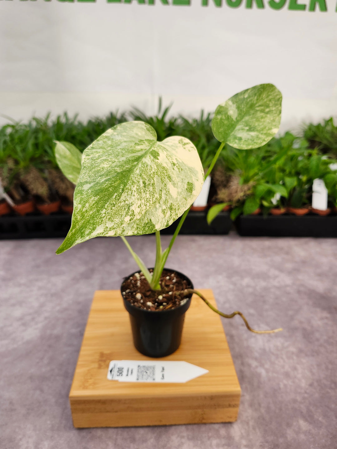 Monstera Legacy (3in)-500