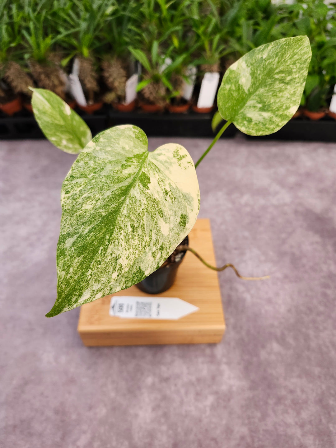 Monstera Legacy (3in)-500