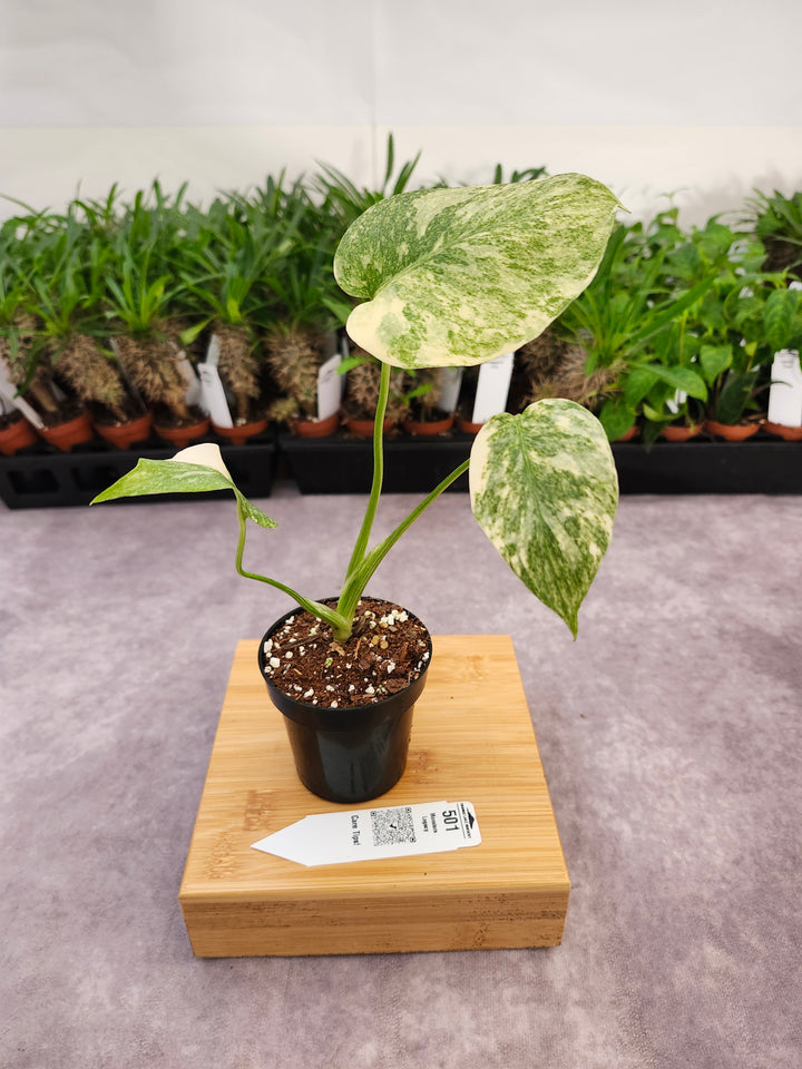 Monstera Legacy (3in)-501