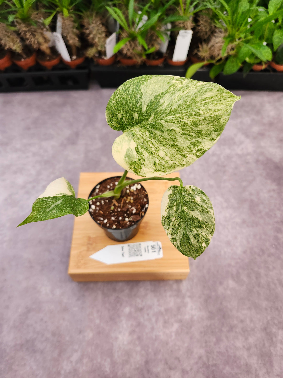 Monstera Legacy (3in)-501