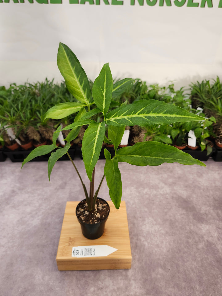 Syngonium Angustatum (3in)-503