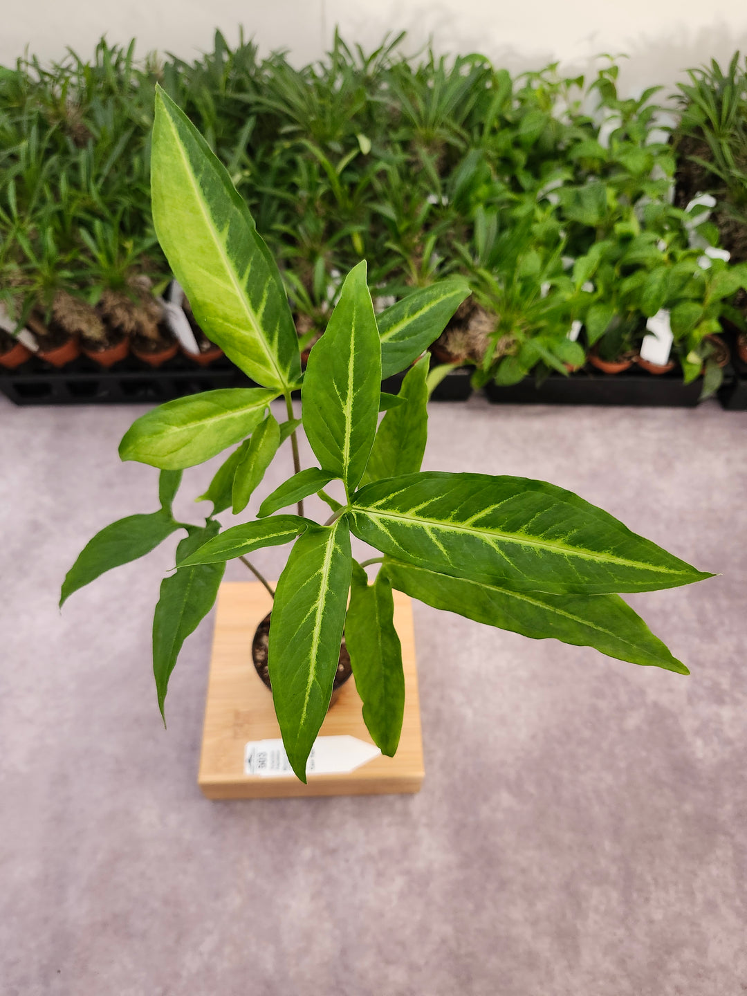 Syngonium Angustatum (3in)-503