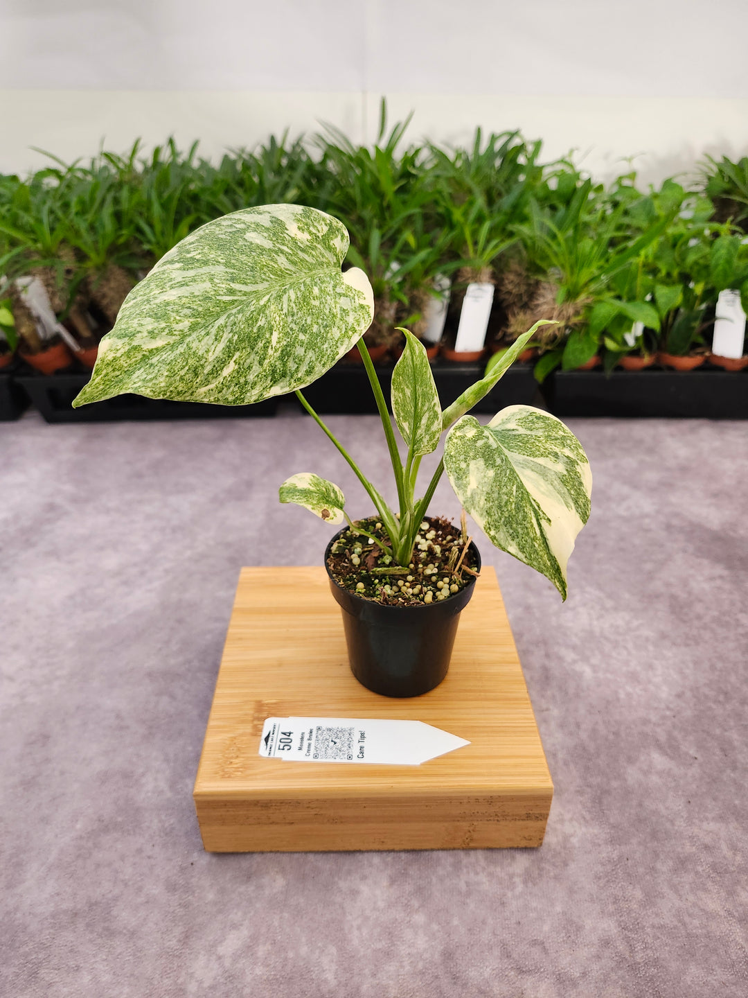 Monstera Creme Brulee (3in)-504
