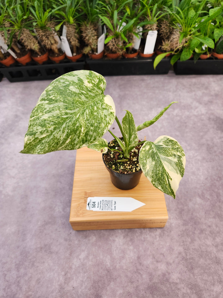 Monstera Creme Brulee (3in)-504