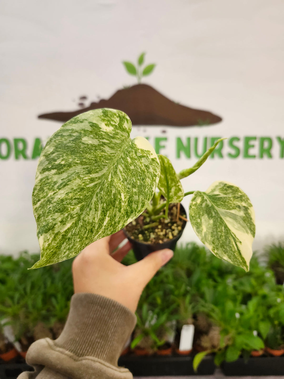 Monstera Creme Brulee (3in)-504