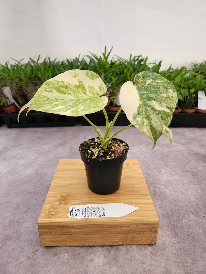 Monstera Creme Brulee (3in)-505