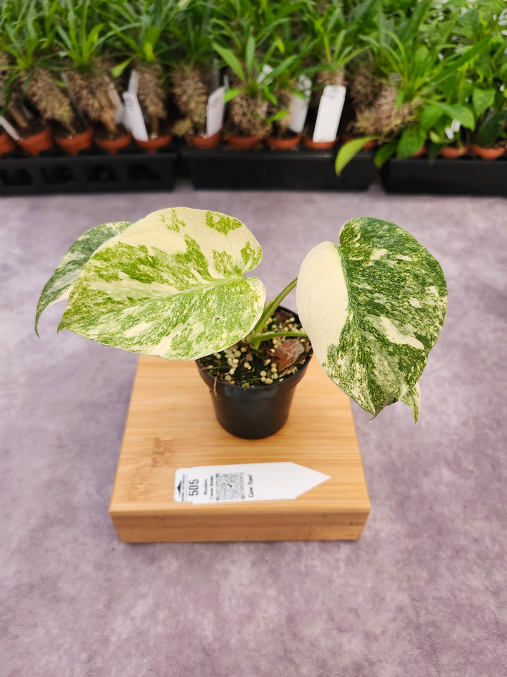 Monstera Creme Brulee (3in)-505