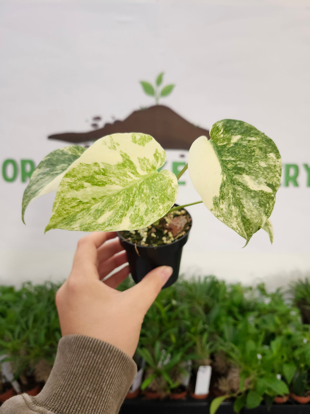 Monstera Creme Brulee (3in)-505