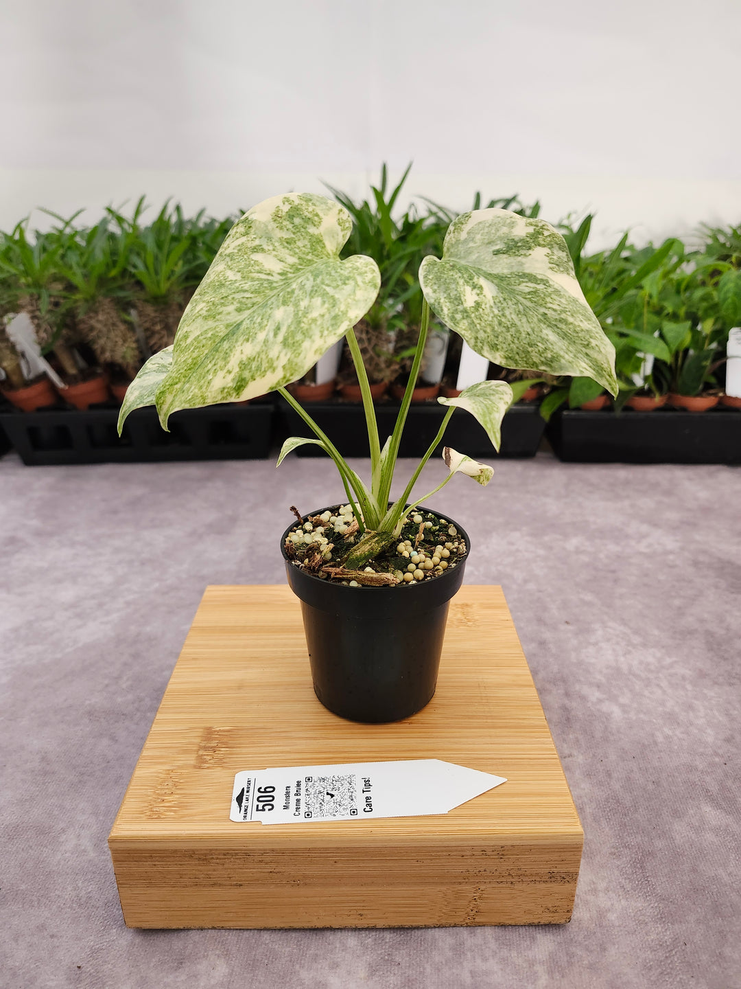 Monstera Creme Brulee (3in)-506