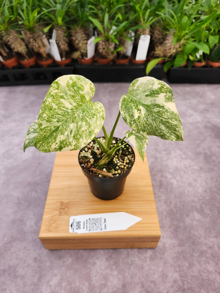 Monstera Creme Brulee (3in)-506