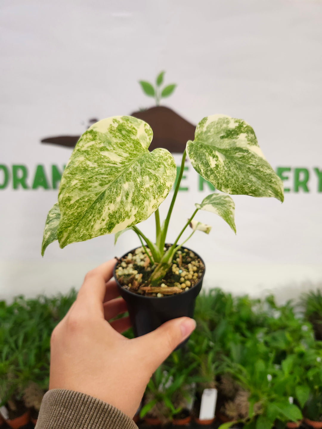 Monstera Creme Brulee (3in)-506