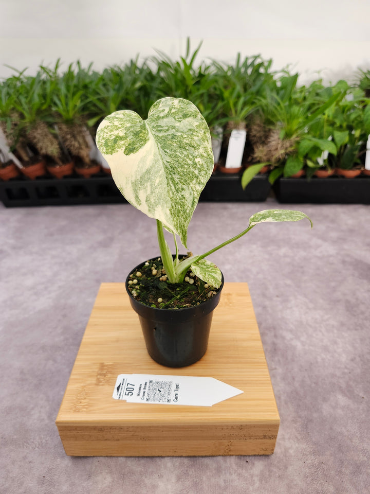 Monstera Creme Brulee (3in)-507