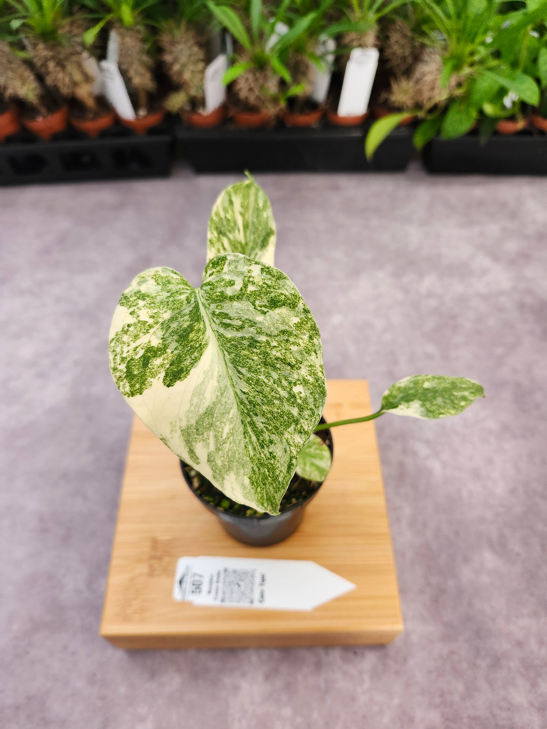 Monstera Creme Brulee (3in)-507