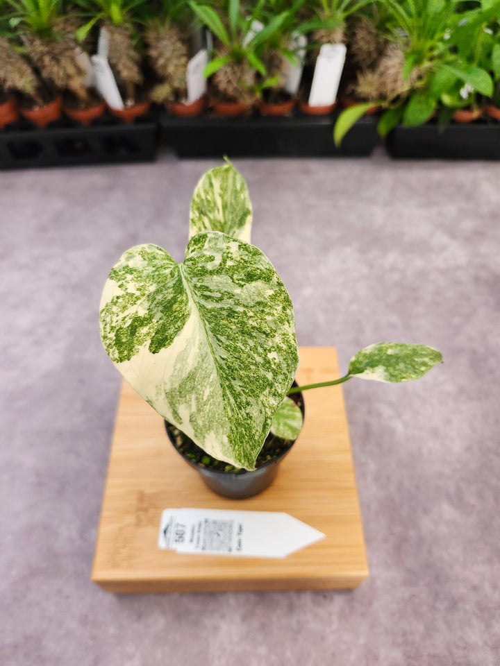 Monstera Creme Brulee (3in)-507