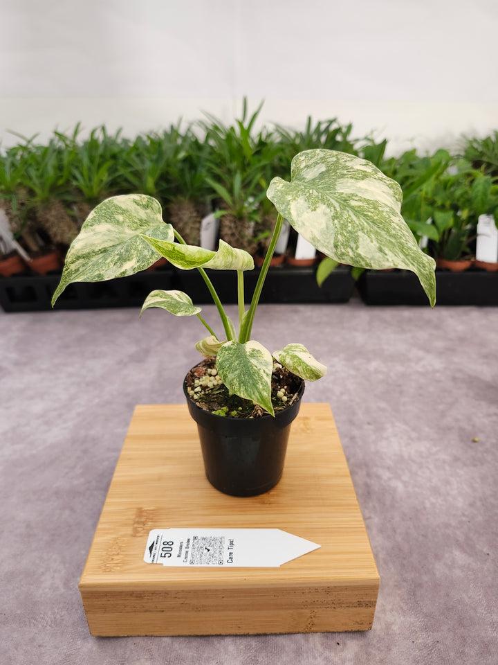 Monstera Creme Brulee (3in)-508
