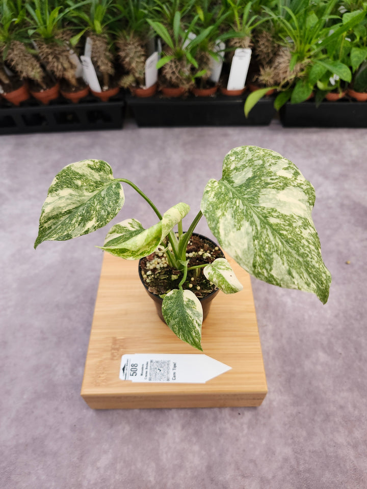 Monstera Creme Brulee (3in)-508