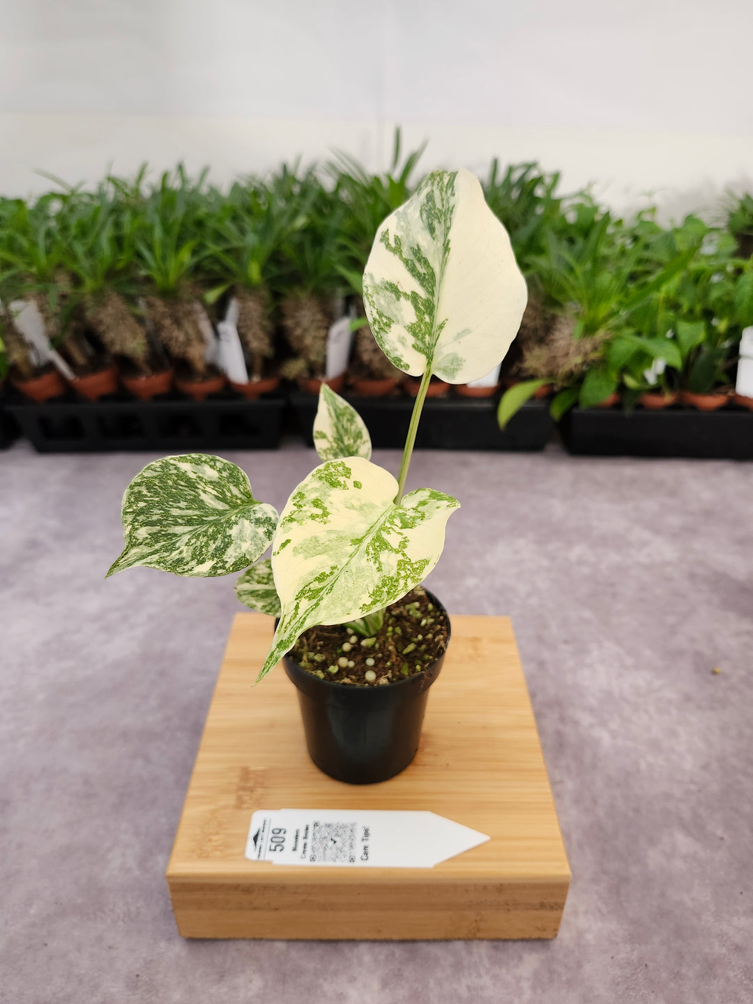 Monstera Creme Brulee (3in)-509