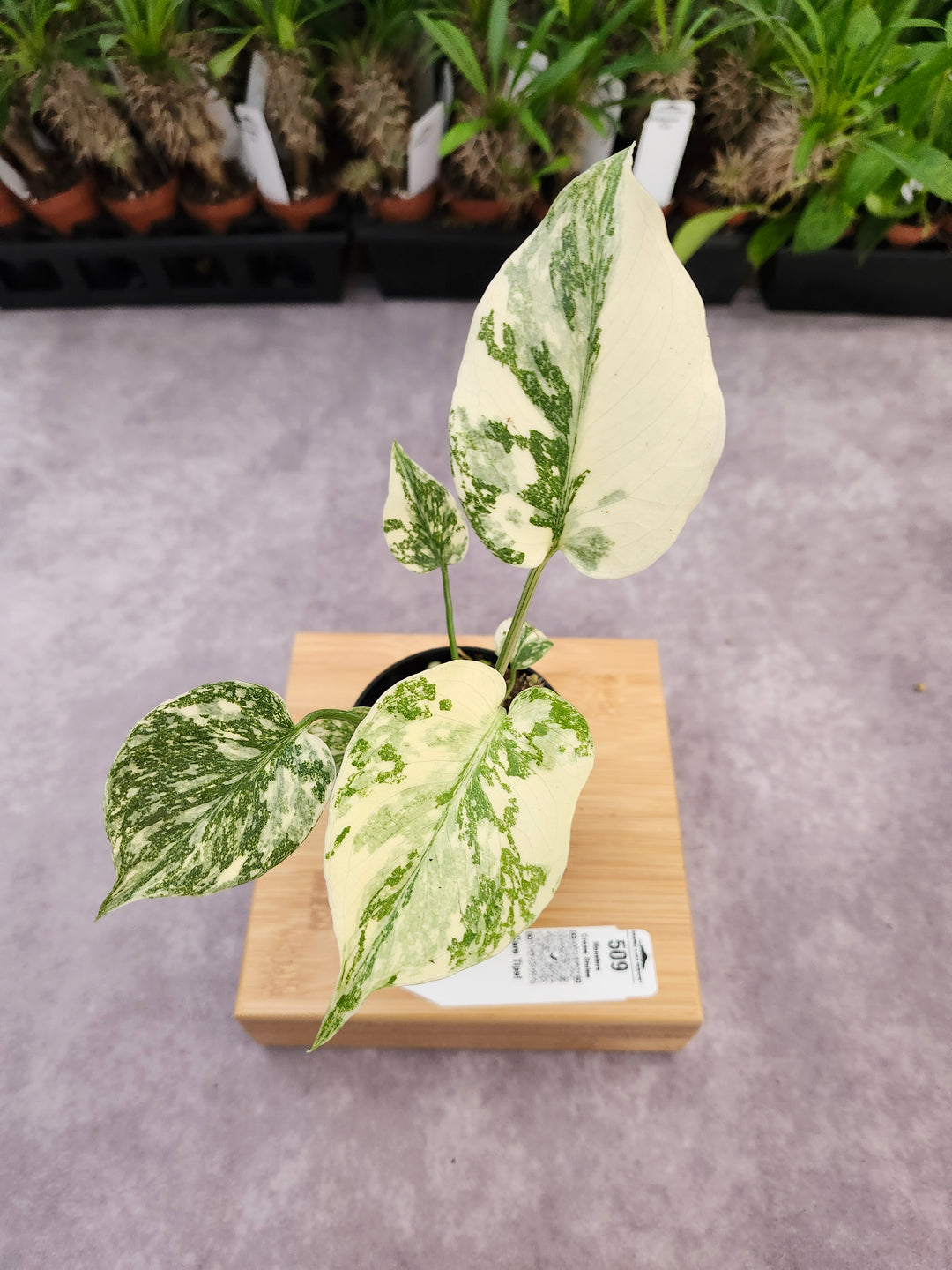 Monstera Creme Brulee (3in)-509
