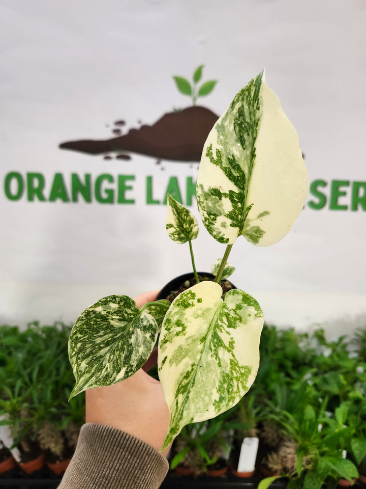 Monstera Creme Brulee (3in)-509