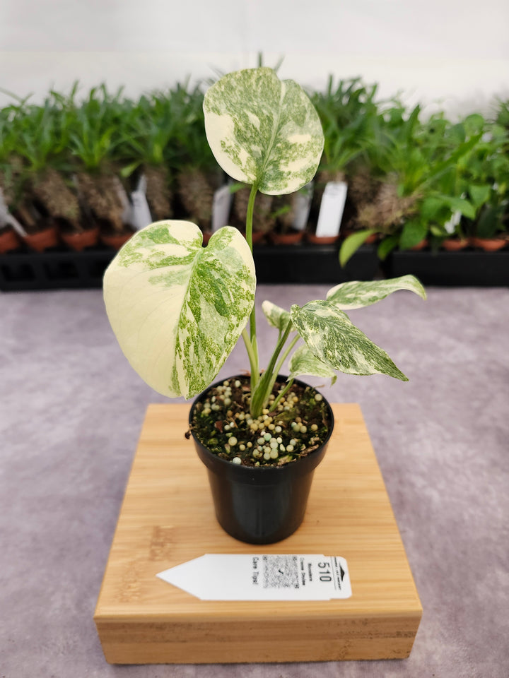 Monstera Creme Brulee (3in)-510