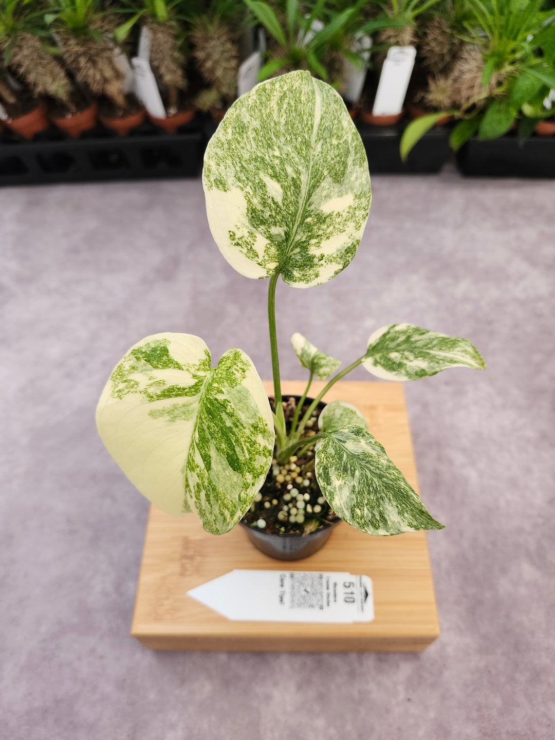 Monstera Creme Brulee (3in)-510