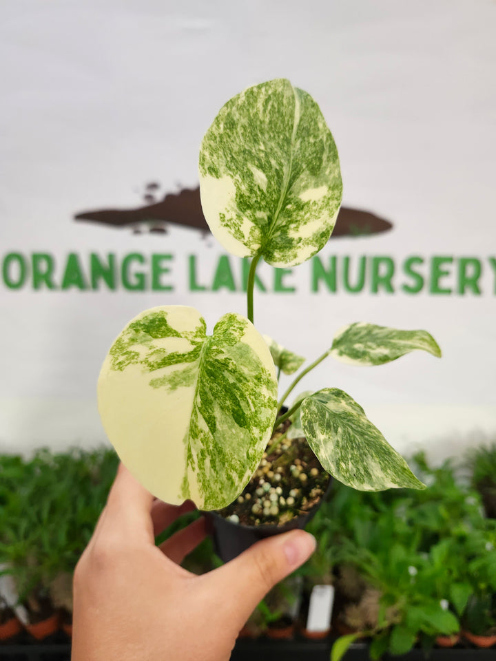 Monstera Creme Brulee (3in)-510