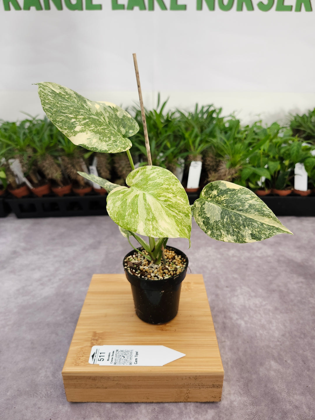 Monstera Creme Brulee (3in)-511