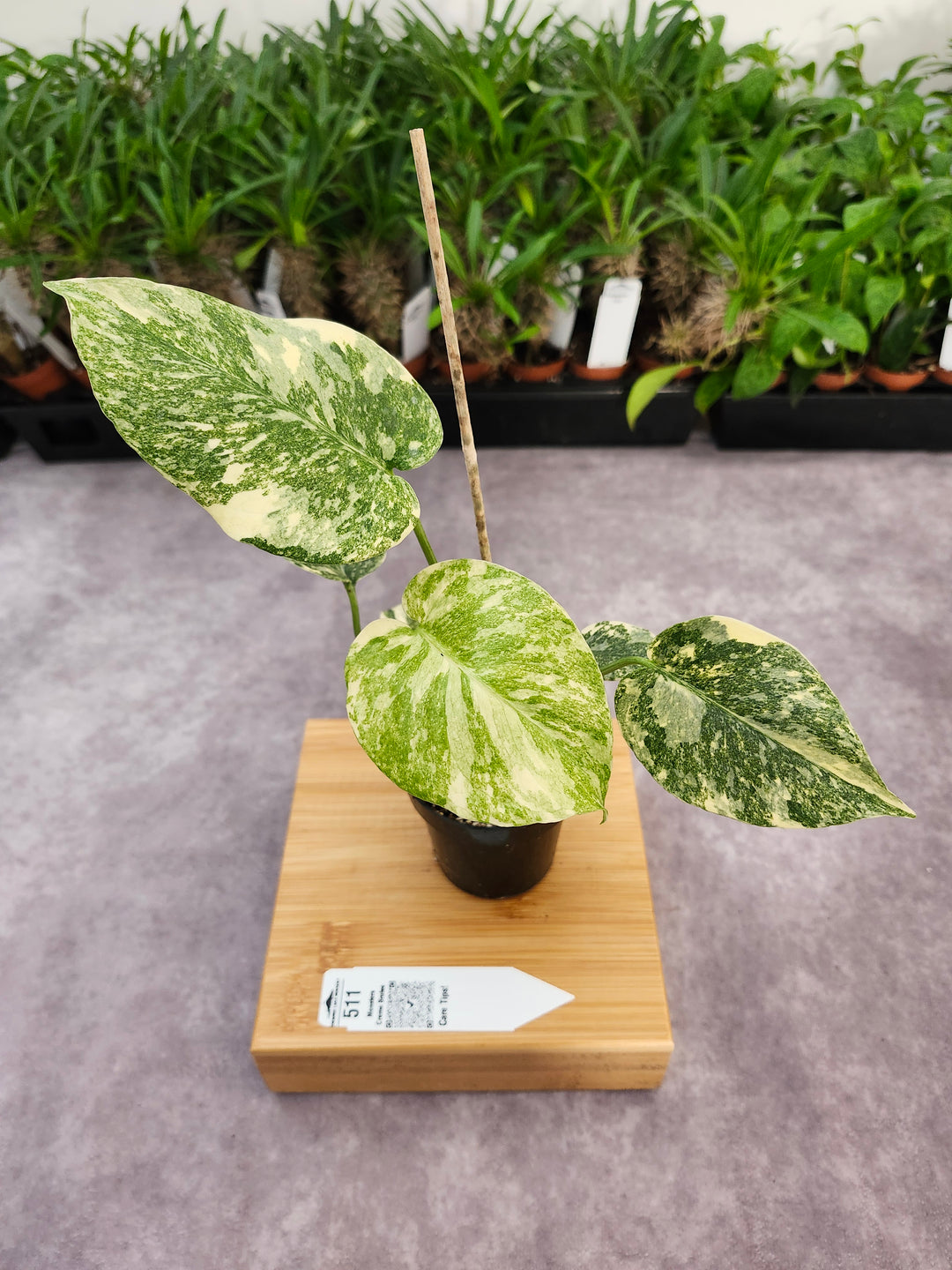 Monstera Creme Brulee (3in)-511