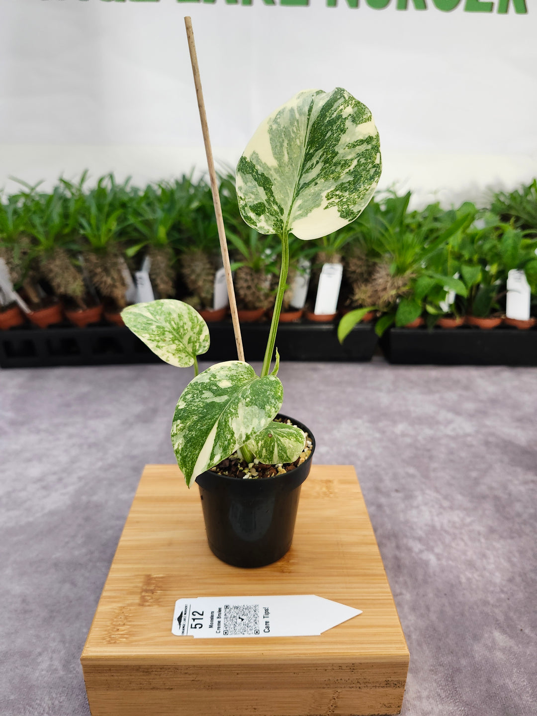 Monstera Creme Brulee (3in)-512