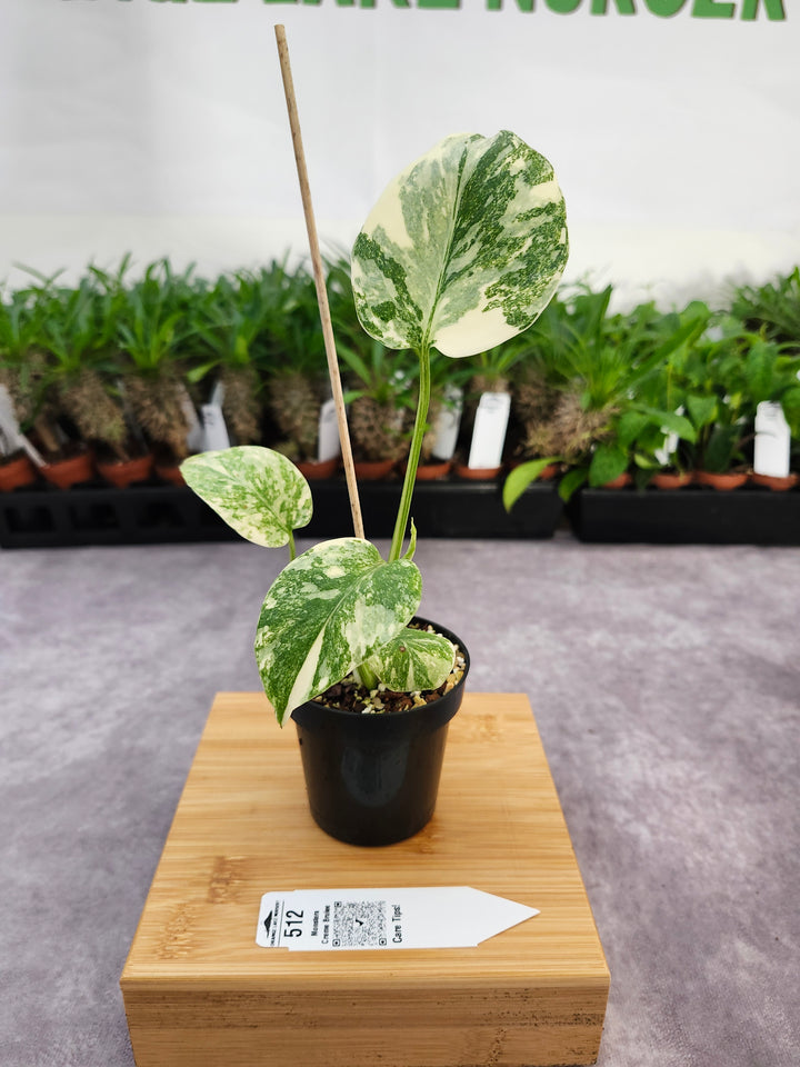 Monstera Creme Brulee (3in)-512