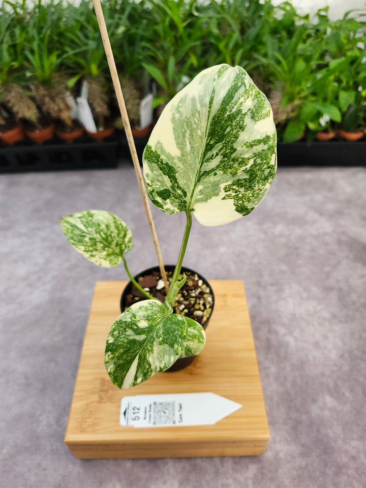 Monstera Creme Brulee (3in)-512