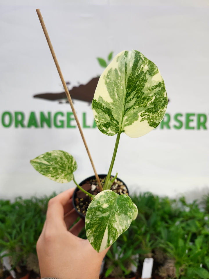 Monstera Creme Brulee (3in)-512