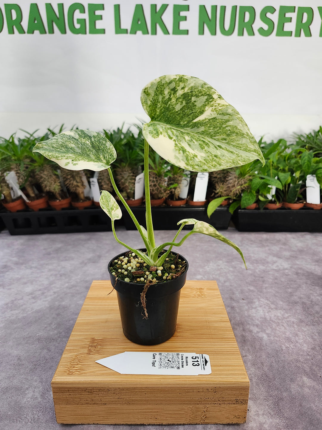 Monstera Creme Brulee (3in)-513