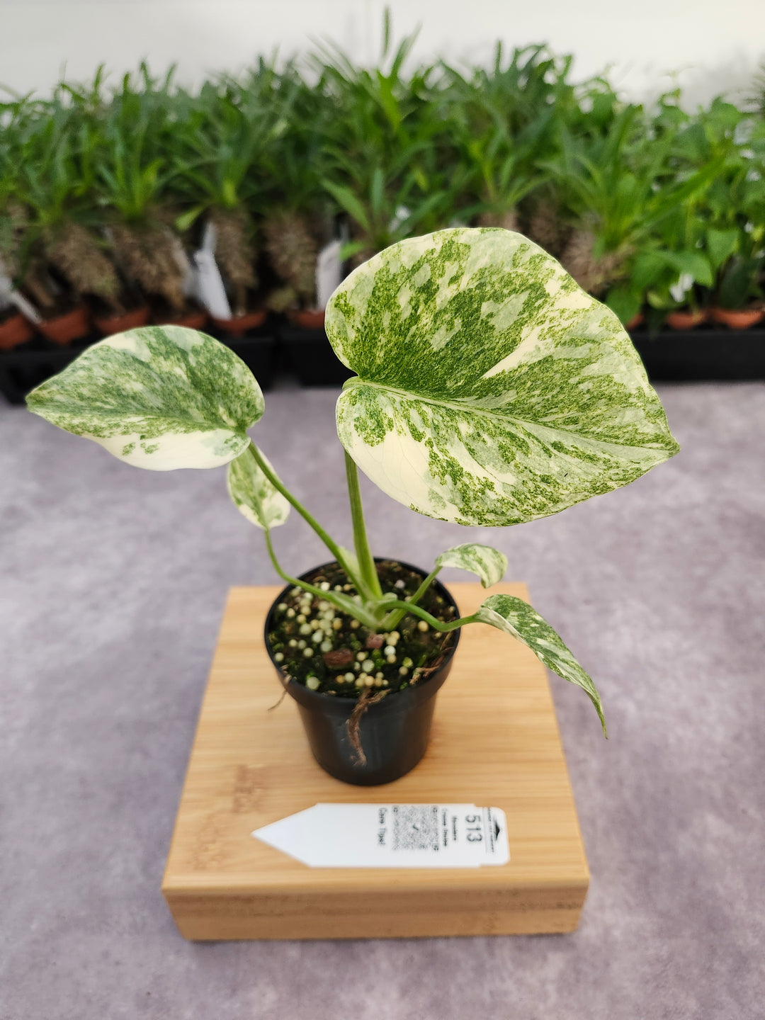 Monstera Creme Brulee (3in)-513