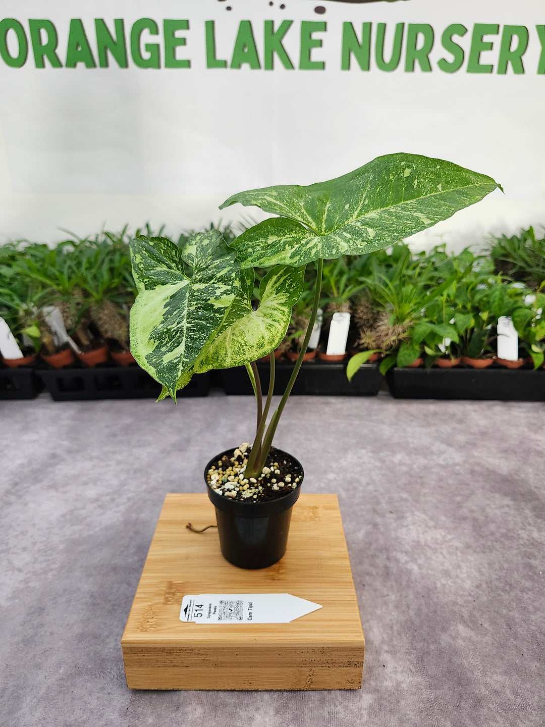 Syngonium Panda (3in)-514