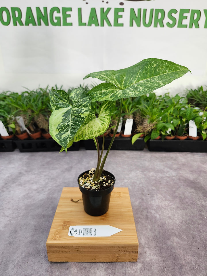 Syngonium Panda (3in)-514