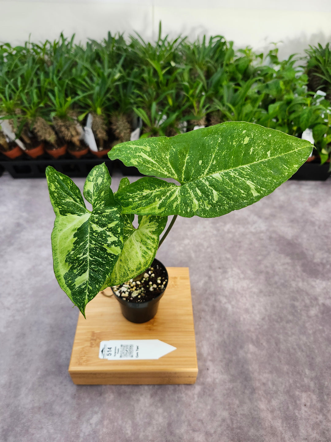 Syngonium Panda (3in)-514