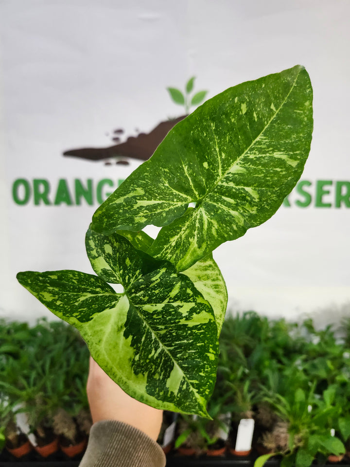 Syngonium Panda (3in)-514