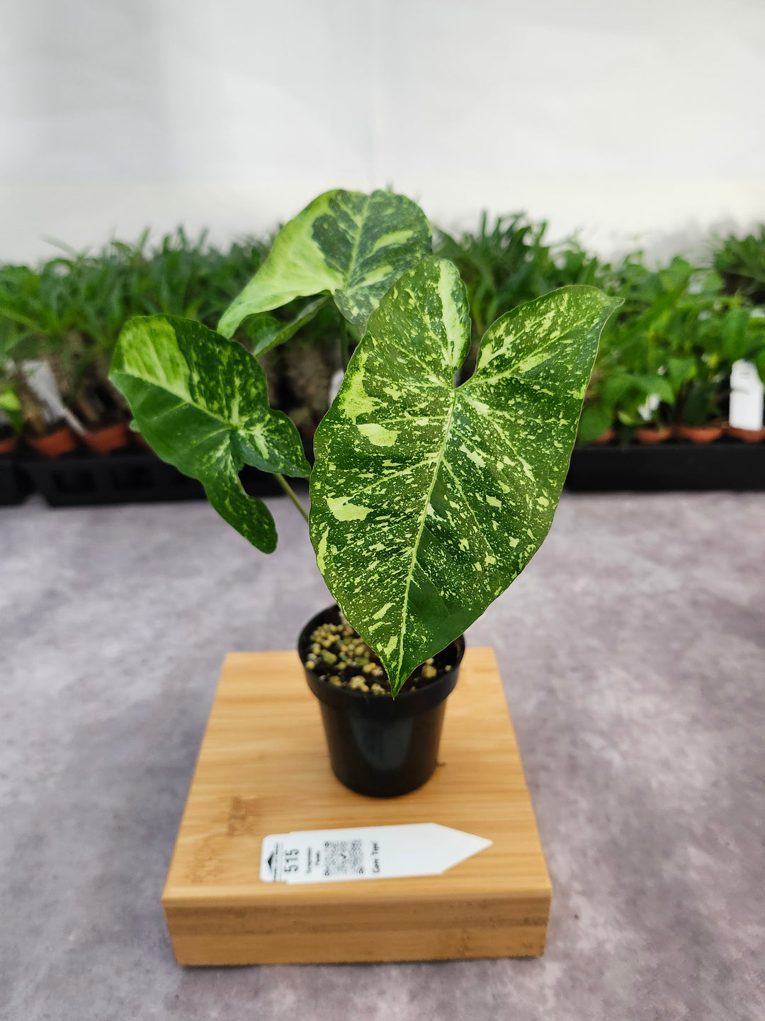 Syngonium Panda (3in)-515