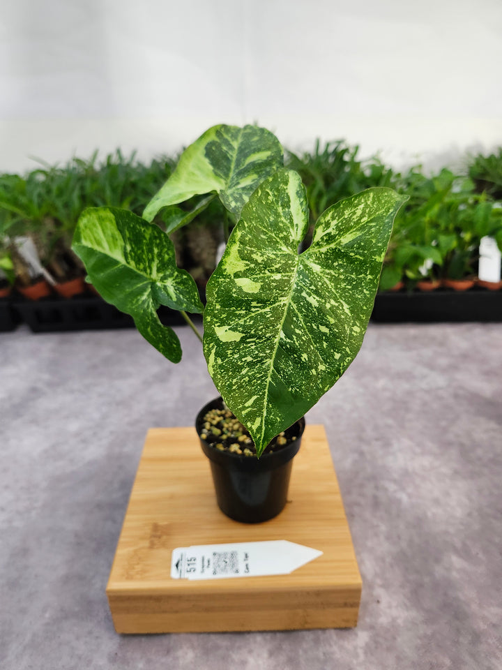 Syngonium Panda (3in)-515