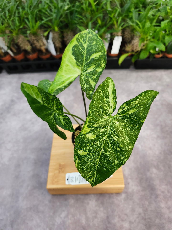 Syngonium Panda (3in)-515